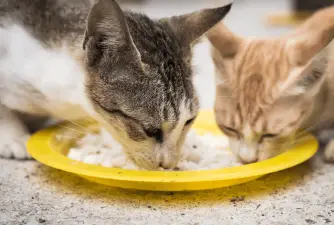Can Cats Eat Rice? Is It Good For Diarrhea?