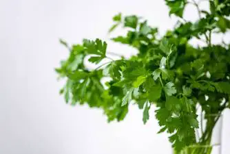 Can You Safely Add Cilantro To Your Cat's Nutrition?