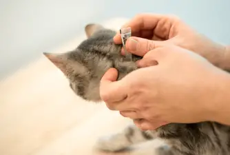 5 Best Flea Treatments For Cats: Vet Recommendations