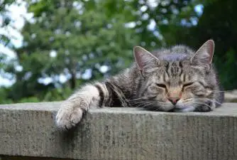 Heat Stroke in Cats - Symptoms, Treatment & Prevention