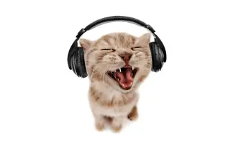 Do Cats Like Music? [Research]