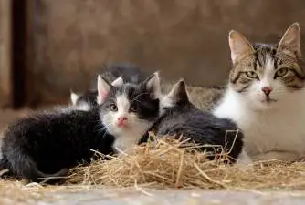 Mastitis kod mačaka - kako pomoći svojoj mački?