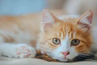 100+ Orange Cat Names For Your New Kitty