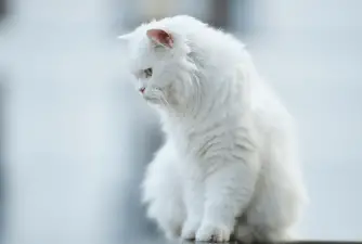 The 10 Best White Cat Breeds