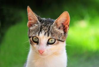 How Dangerous Is Feline Herpes Virus?