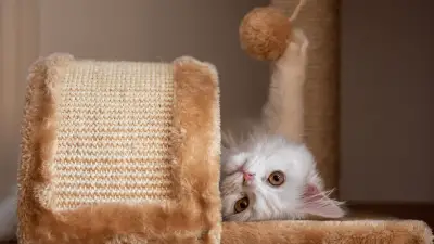 The 7 Best Cat Toys for Your Cat in 2023 (Interactive and Fun)