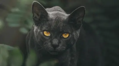Mitovi i praznovjerja o crnim mačkama