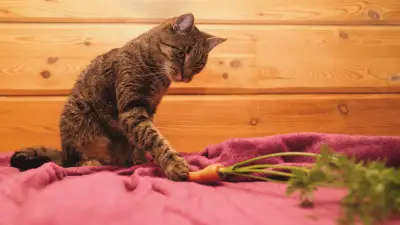 Here Is Why You Should Start Share Carrots With Your Cat
