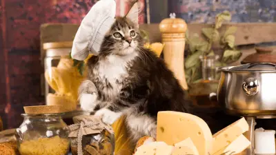 Mogu li mačke jesti sir? Evo što bi vam vaš veterinar mogao reći