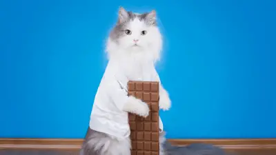 Mogu li mačke jesti čokoladu?