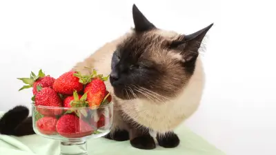 Mogu li mačke jesti jagode? Hoće li imati koristi od njih?