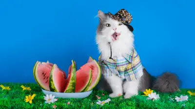 Mogu li mačke jesti lubenicu?