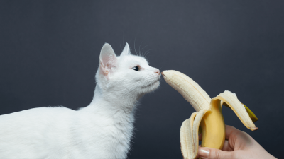 Mogu li mačke jesti banane? Što bi rekao vaš veterinar?