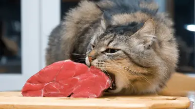 Should You Allow Your Cat To Eat Beef?
