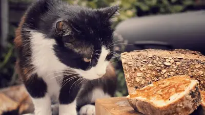 Možete li svojoj mački dati kruh? Da li siguran za nju?