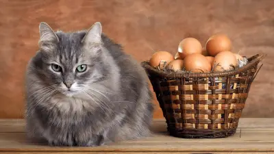 Mogu li mačke jesti jaja? Kako sigurno dati jaja svojoj mački?