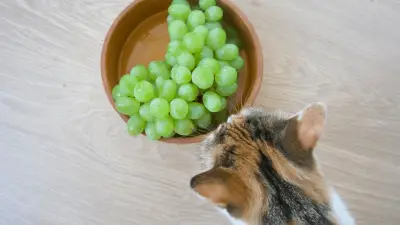Mogu li mačke jesti grožđe? Evo zašto to nije dobra ideja