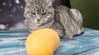 Mogu li mačke jesti mango? Je li to dobar izbor za njih?