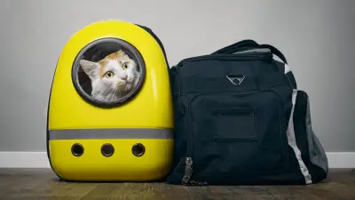 7 Best Cat Backpacks for Adventures With Your Cat