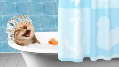 5 Tips On How To Bathe A Cat Safely