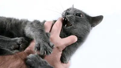 Zašto me mačka grize i kako to mogu zaustaviti?
