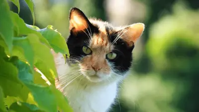 7 Things You Need to Know About Your Cat's Ears