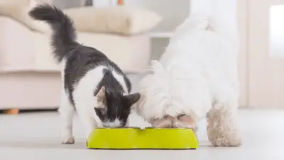 Can Cats Eat Dog Food? What To Do If It Happens?