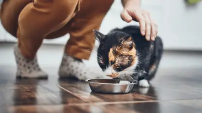 7 Best Dry Cat Foods in 2022 - Reviews & Top Picks