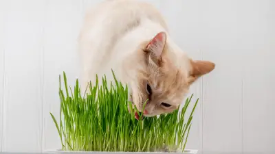 3 glavna razloga zašto mačke jedu travu