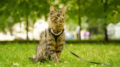 7 Top Cat Harnesses According To Owners