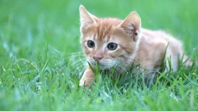 What To Do If Your Cat Eat Ants?