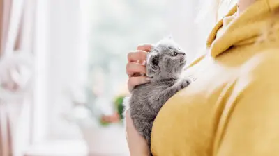 7 mogućih razloga zašto mačke vole ležati na vašim prsima