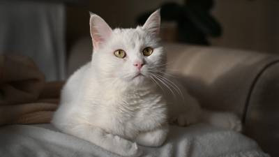 UTI In Cats - Symptoms, Treatment & Recovery
