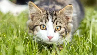 Anksioznost razdvajanja kod mačaka - kako pomoći svojoj mački?