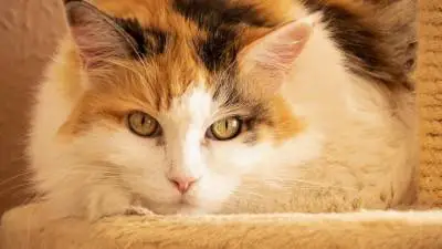 Kidney Stones In Cats - How Dangerous Are They?