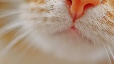 Cat Drooling: What It Means and Should You Worry?