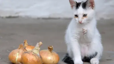 Reasons Why You Should Never Offer Onions To Your Cat