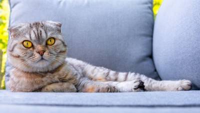 8 razloga zašto bi vaša mačka početi drhtati