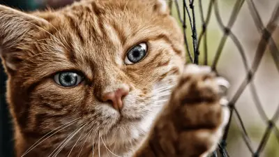 Unutarnje vs. vanjske mačke: koje su bolje?