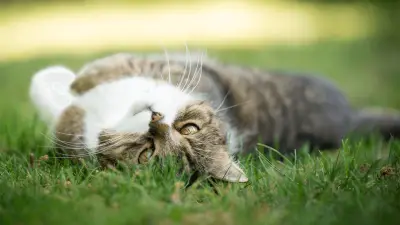6 Main Reasons Why Your Cat Could Start Rolling On Her Back