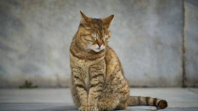 Kuga kod mačaka: simptomi, liječenje i prognoza