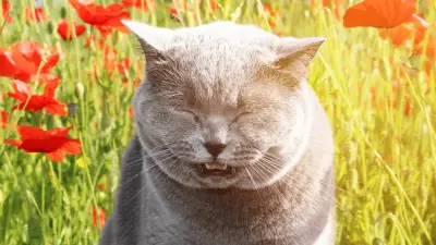 Why Is My Cat Sneezing? Should I Be Worried?