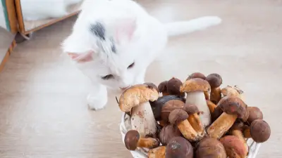 Mogu li mačke jesti gljive i zašto mačke vole gljive