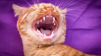 Periodontal Disease In Cats - How Dangerous Is This Health Problem