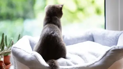7 Best Cat Window Perches