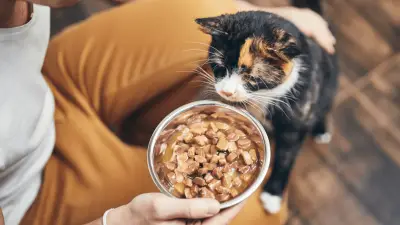 Top 7 List - Best Wet Cat Foods Perfect For Your Kitty