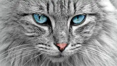 Cataracts in Cats: Causes, Symptoms & Treatment