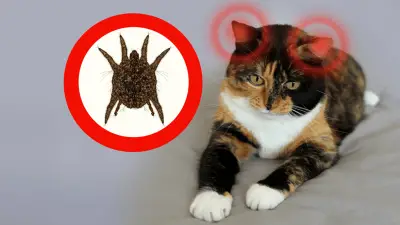 Ear Mites in Cats: Symptoms, Diagnosis & Treatment