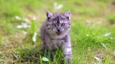 How Dangerous Is Anemia In Cats?