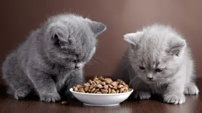 7 Best Dry Kitten Foods In 2023 - Reviews & Top Picks